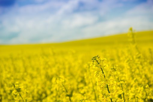 Farm field with blurred background. - West Brothers Heating and Air